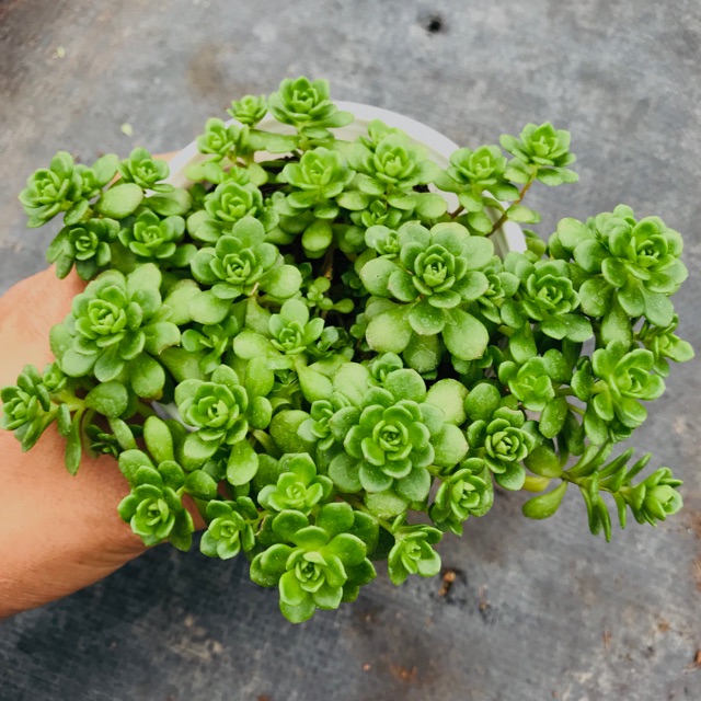 SEN ĐÁ SEDUM VẢY CÁ SIZE TRUNG BÌNH LỖI 1 ĐỔI 1