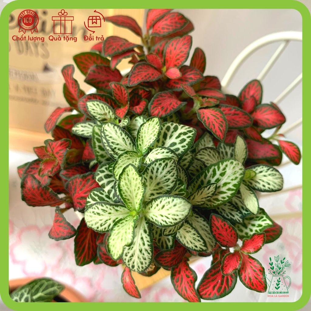 Cây cẩm nhung fittonia nhiều màu (chậu 5cm)