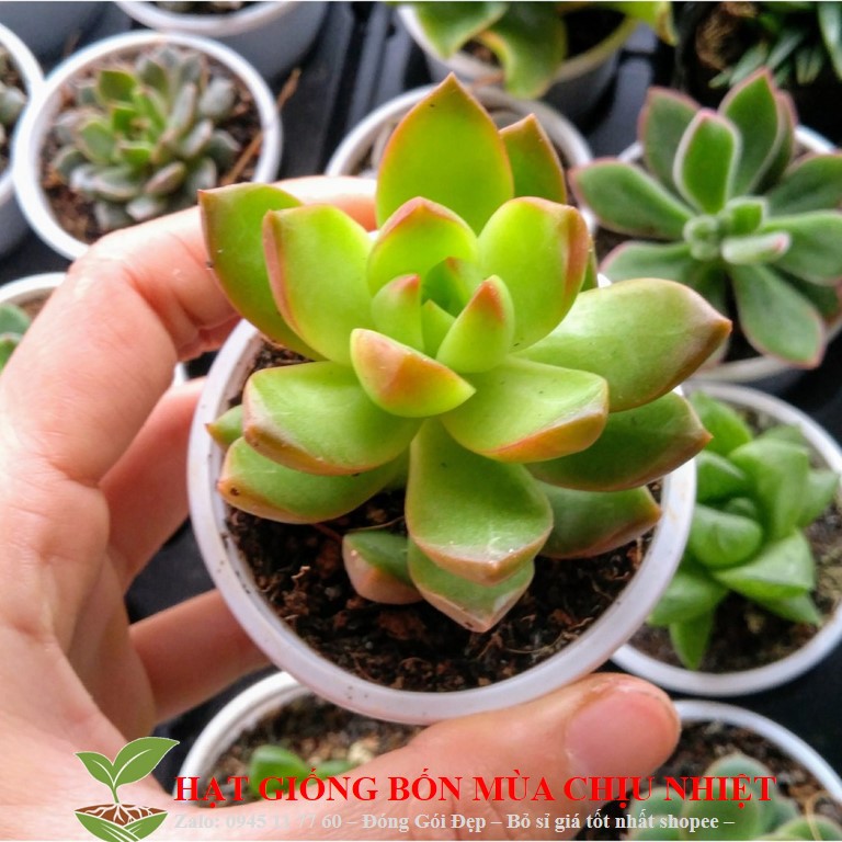 227A GÓI 20 HẠT Sen Đá Cam