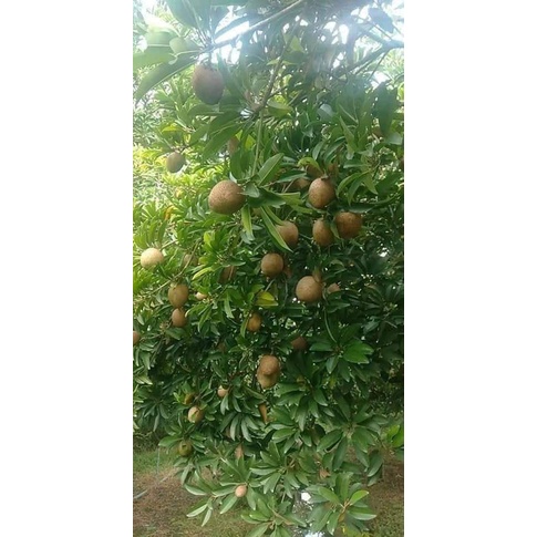 GIỐNG CÂY HỒNG XIÊM XOÀI (GIỐNG GHÉP MAU TRÁI)