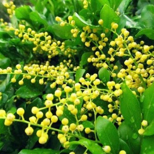 Cây ngâu vàng, hoa vàng chi chít, tạo dáng hình tháp, chậu lớn