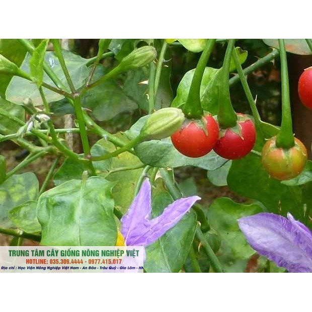 Combo 10 Cây Giống Cà Gai Leo