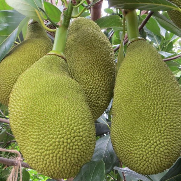 Giống cây mít không hạt - C005