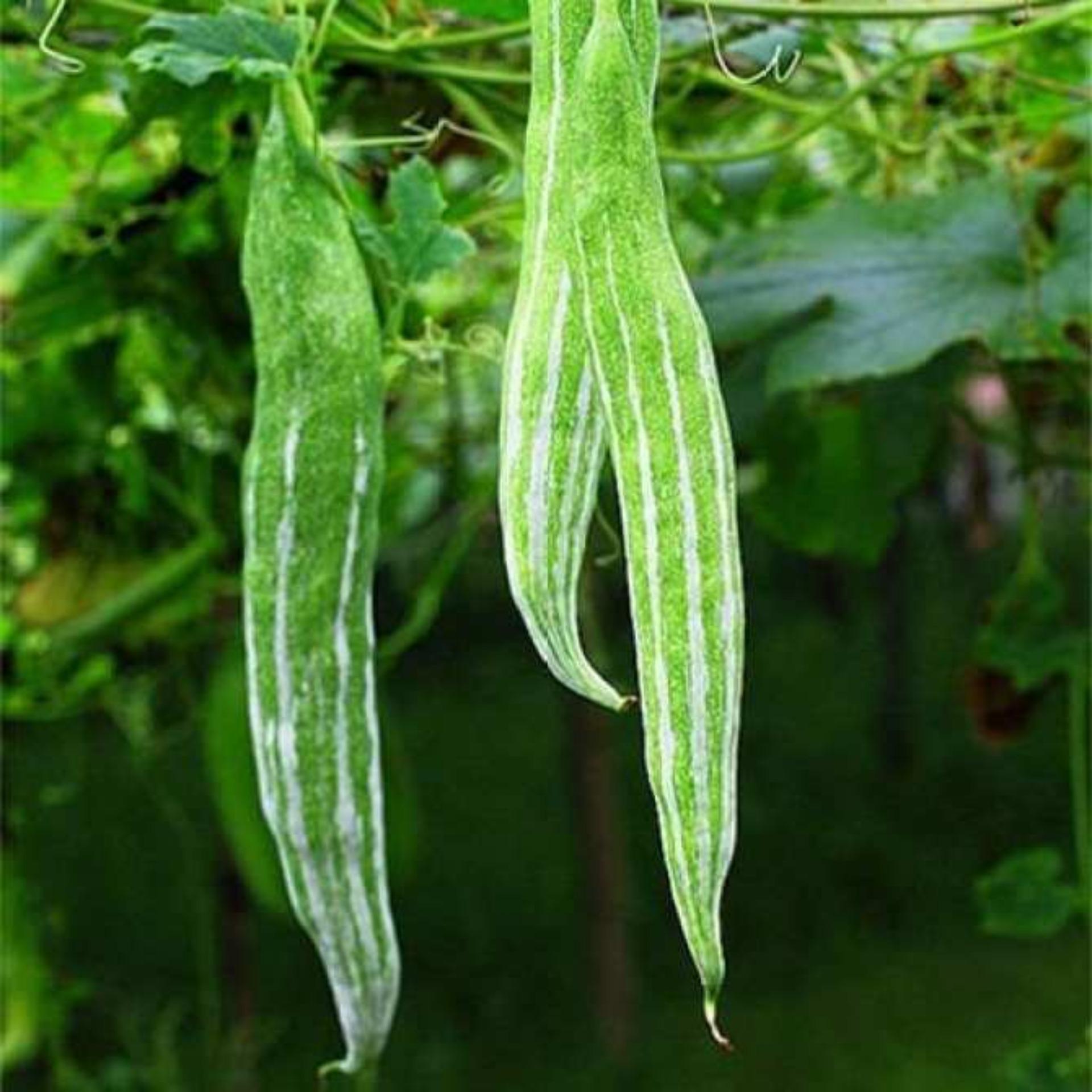 1g Hạt giống Mướp rắn (tặng Kích nẩy mầm, Hướng dẫn ươm)