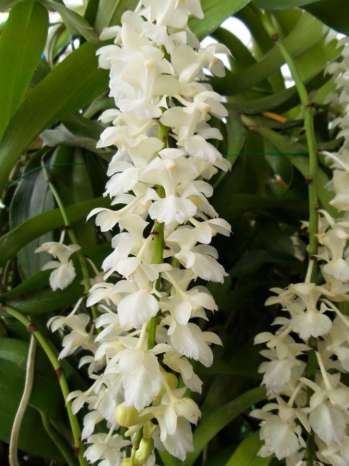 hoa phong lan tam bảo sắc hoa trắng