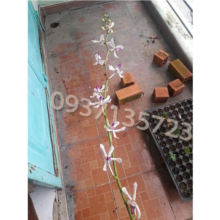 [HCM]cây lan ngọc điểm lai
