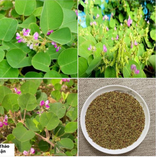 Hạt giống cây dược liệu kim tiền thảo - gói 50 hạt