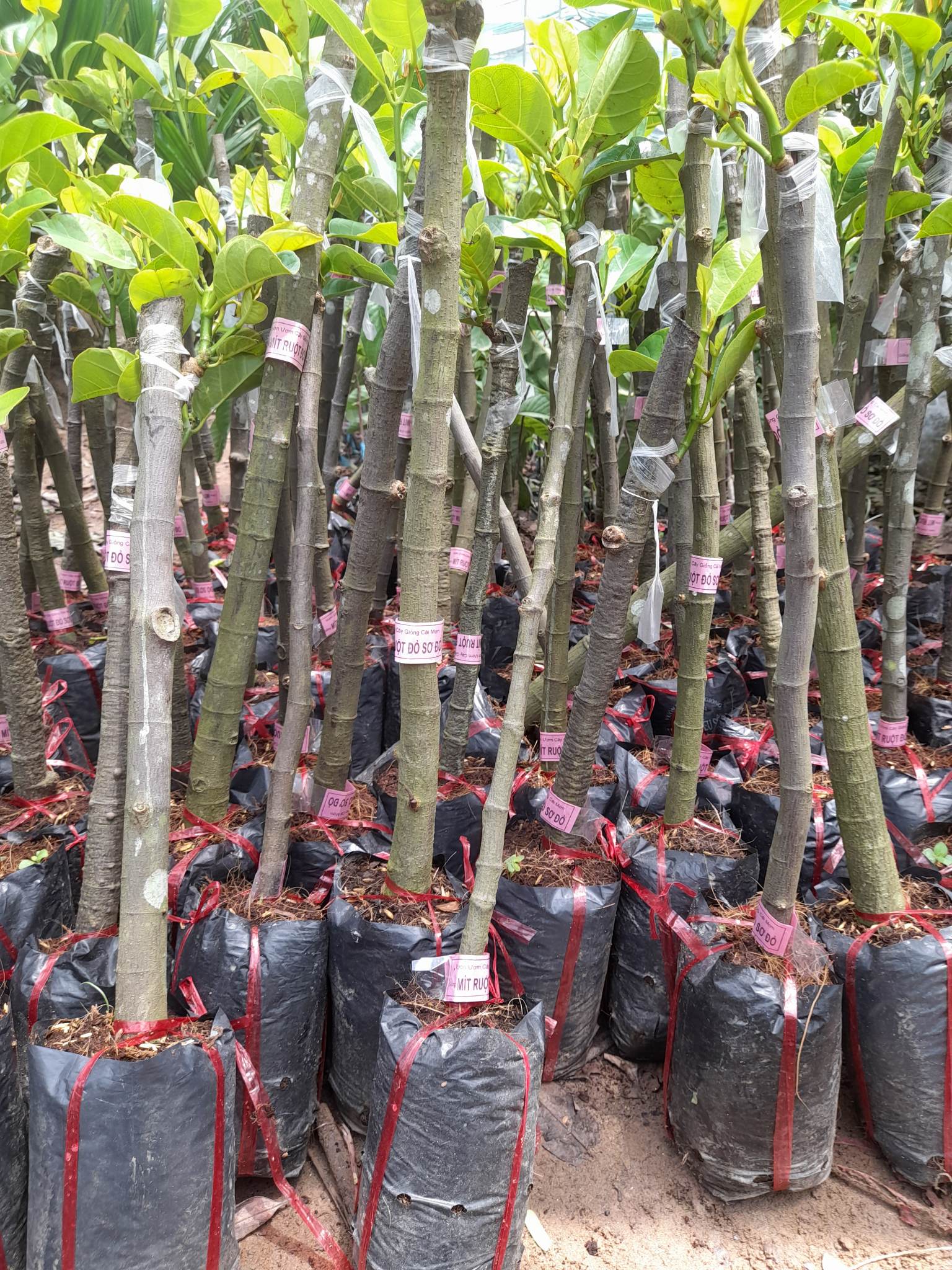 Giống Mít Ruột Đỏ Sơ Đỏ-Cây Ăn Trái+Tặng kèm phân bón