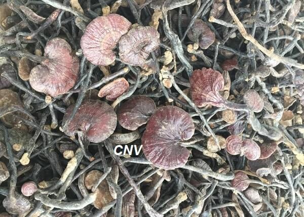 NẤM LINH CHI (CỔ CÒ) Khô chuẩn rừng