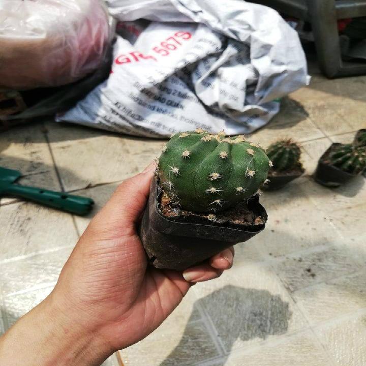 [HCM]Xương rồng echino gai lùn