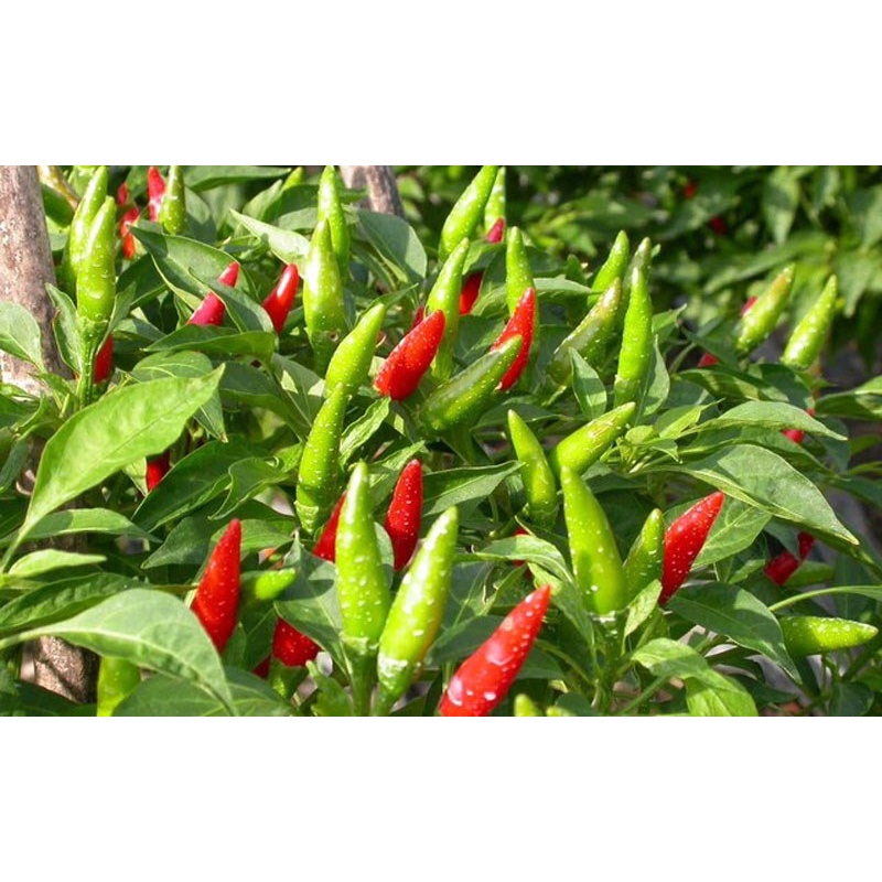 CÂY ỚT CHỈ THIÊN F1 Siêu cay