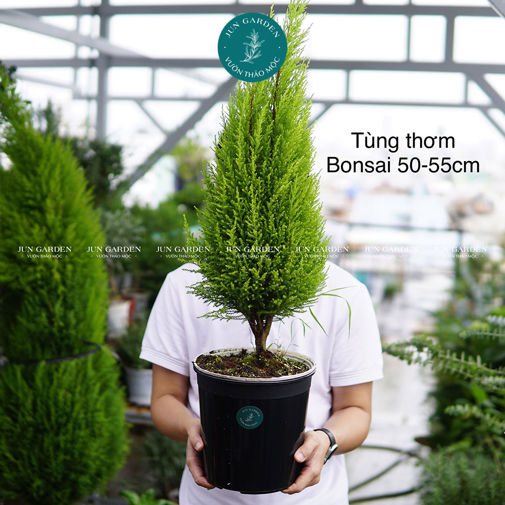 Tùng Thơm (Tùng Chanh) JUN GARDEN Trang Trí Noel Giáng Sinh Đẹp