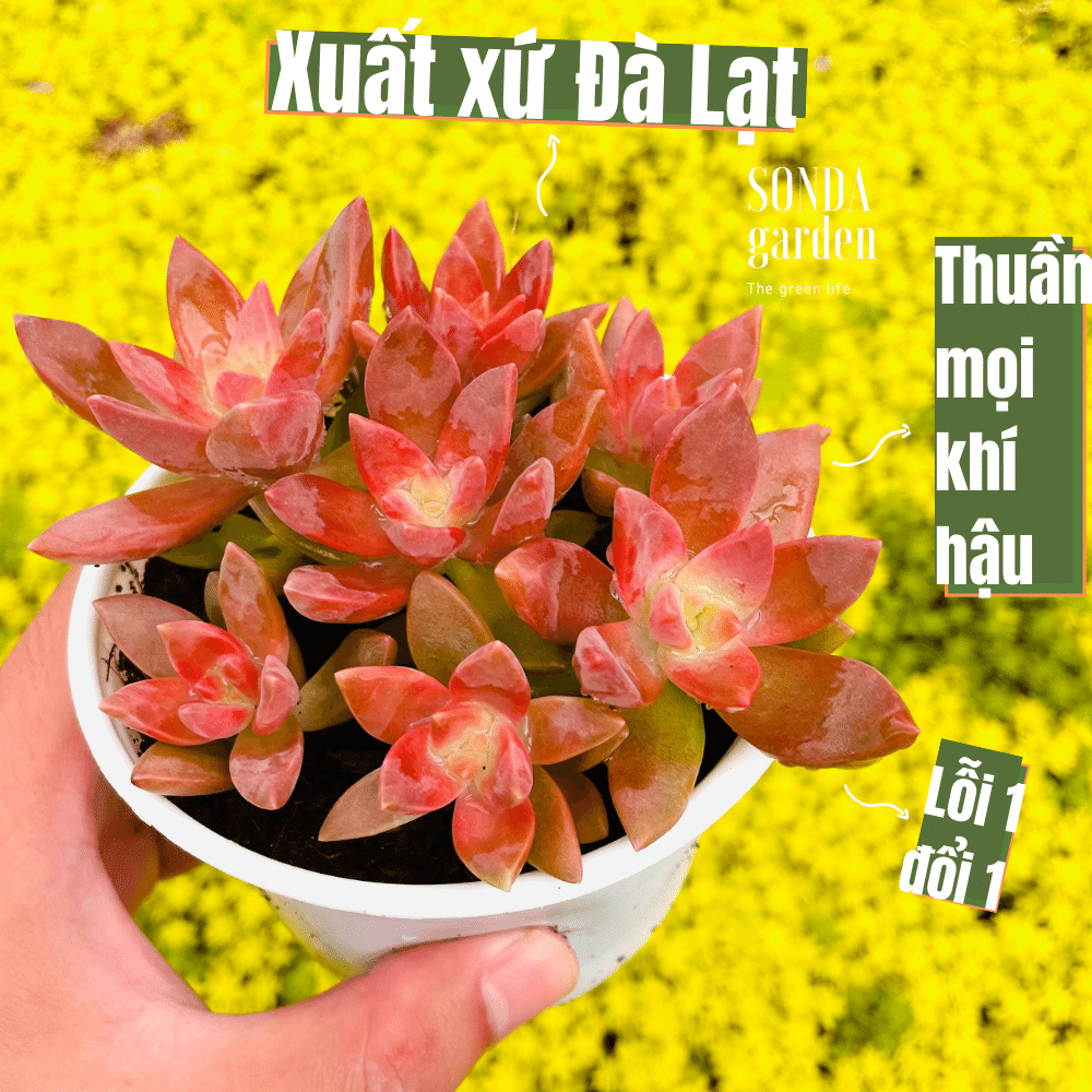 Sen đá đá đỏ size trung bình siêu khỏe đẹp lỗi 1 đổi 1