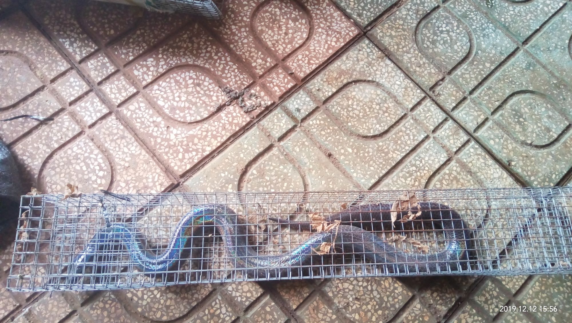 Lồng bẫy rắn 2 hom dài 75cm