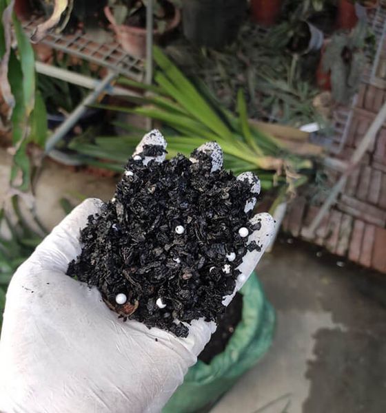 Giá thể vỏ lạc hun - đậu phộng hun bịch 1kg