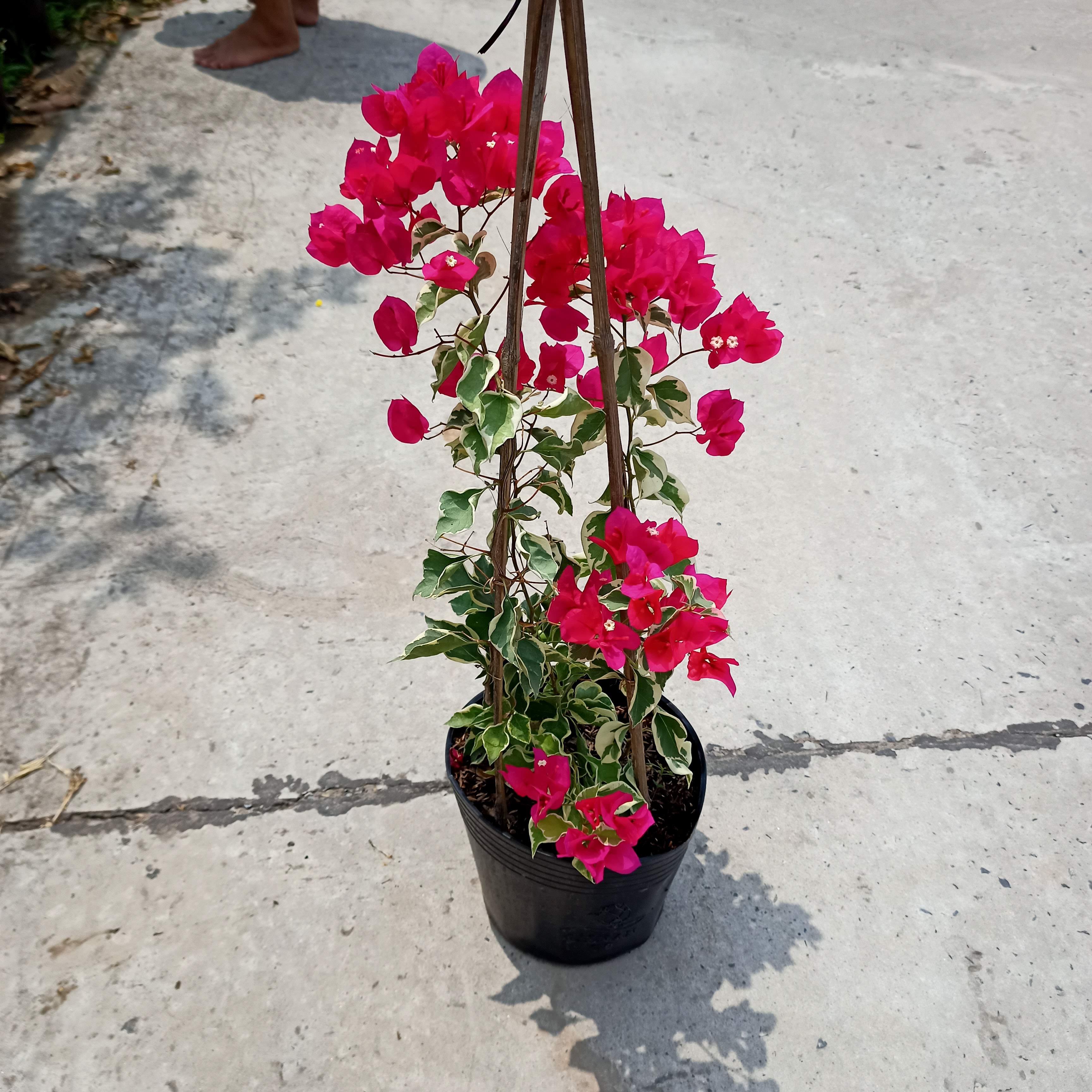Chậu cây bông giấy cẩm thạch C9 - Summer Garden