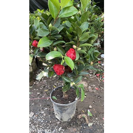 Cây trà my cánh kép size lớn