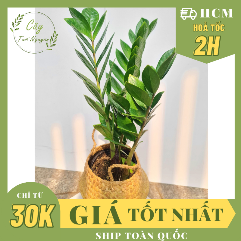 CÂY KIM TIỀN,(cao 25-30cm), cây phong thủy hút tài lộc trang trí nhà cửa GIÁ RẺ, lọc không khí, Cây Tươi Nguyên CTN0250