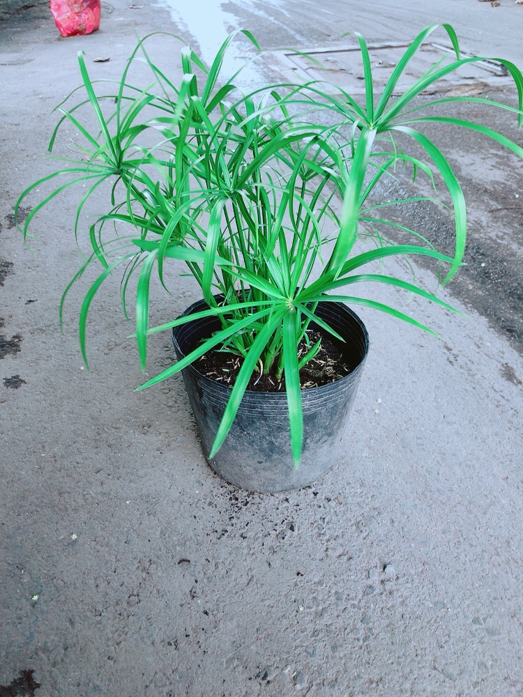 Cây Thuỷ Trúc