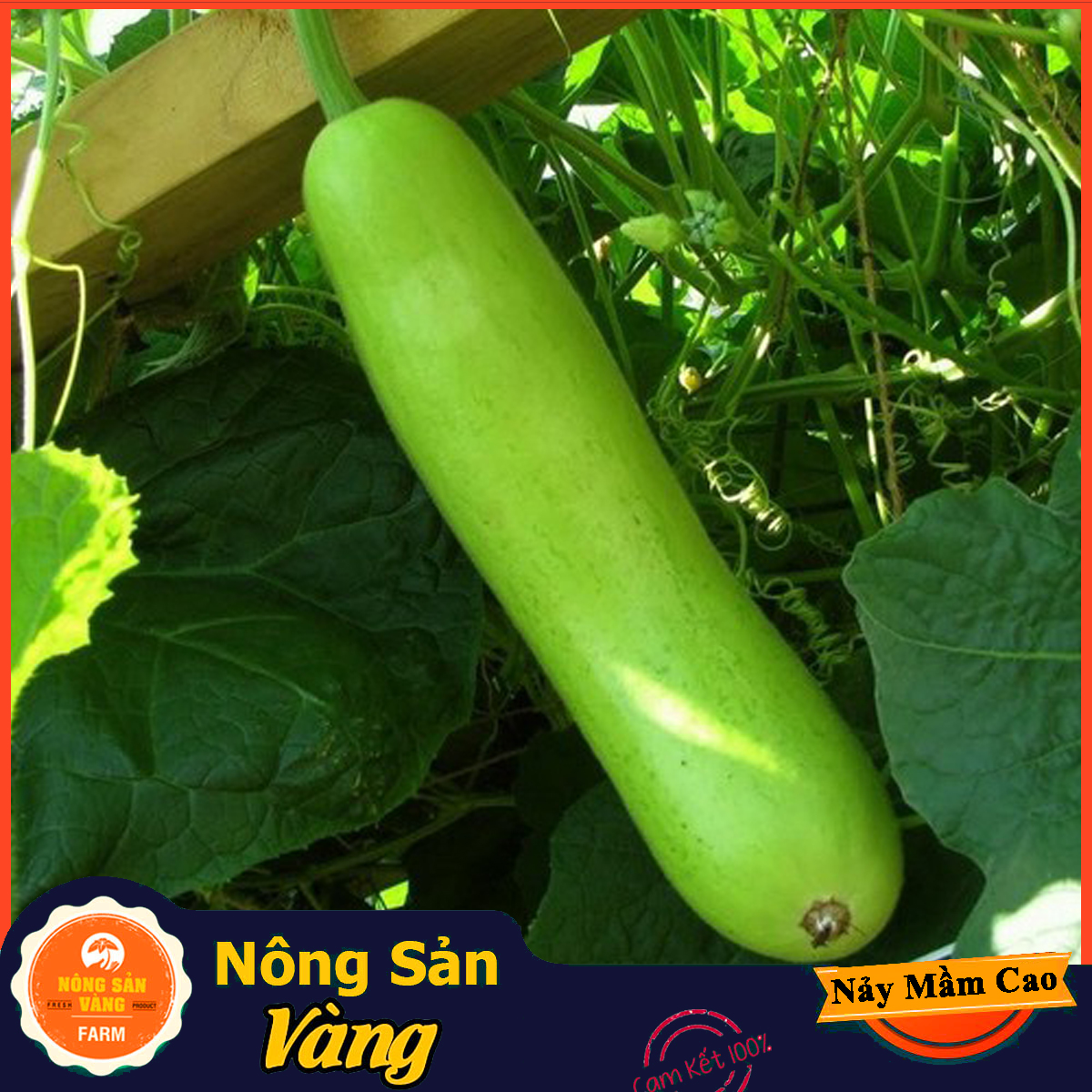 Hạt giống Bầu Dài Bầu Sao Lai ( Gói 10 Hạt ) - Nông Sản Vàng