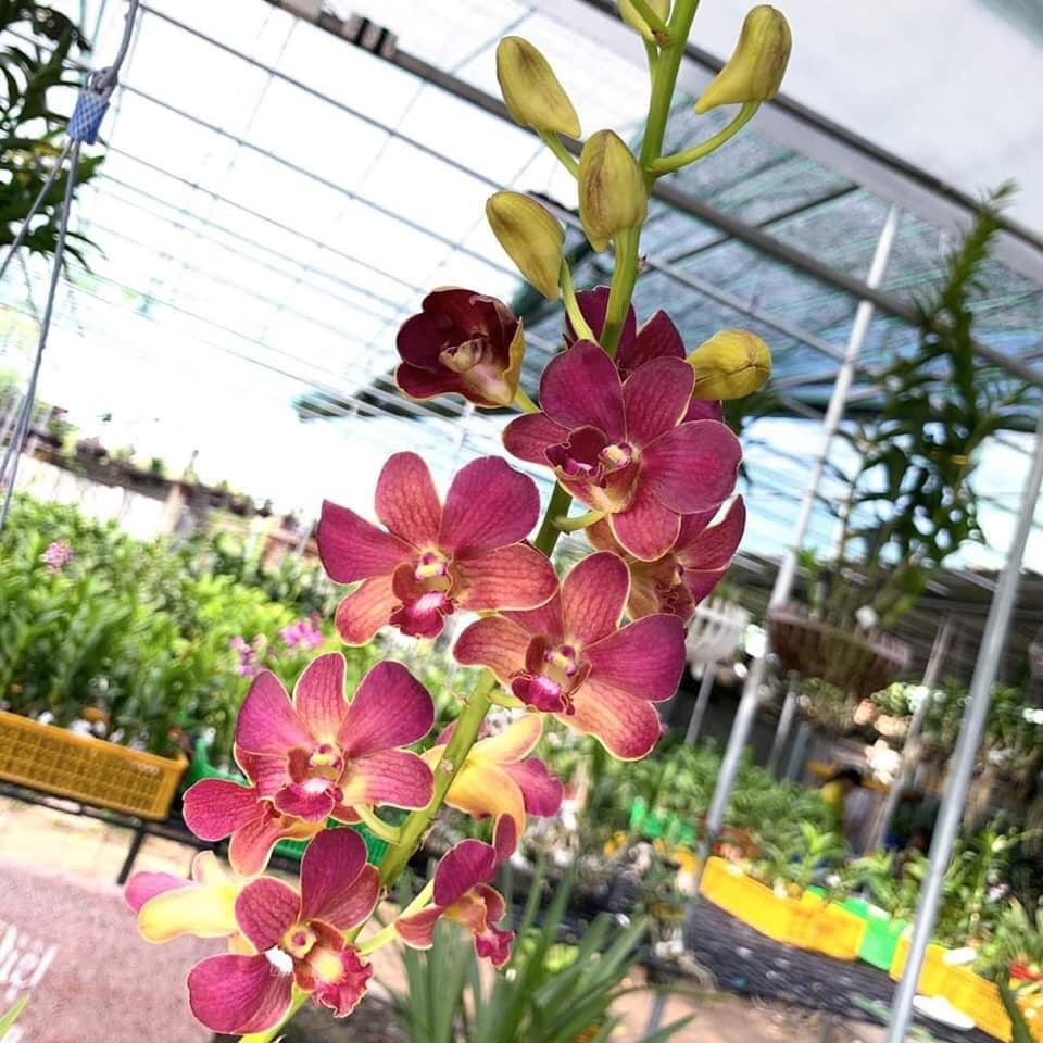 HOA LAN DENRO MAI ĐỎ