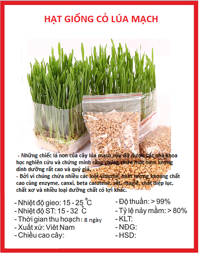 Hạt giống cỏ lúa mì cho mèo 1 gói 100gram ( cỏ lúa mì cho thú cưng )