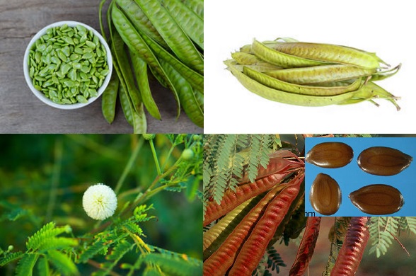 Hạt giống cây keo dậu - hạt giống táo nhơn - 10gram