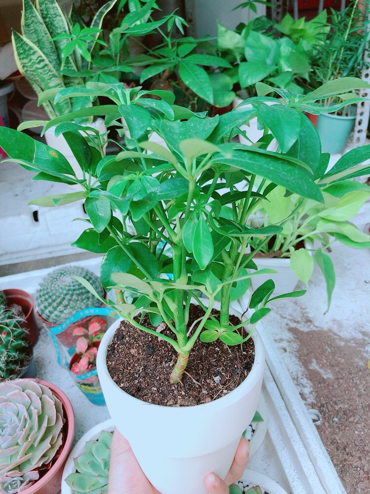 Chậu cây ngũ gia bì