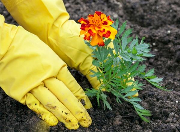 Hạt giống hoa vạn thọ Pháp nhiều màu