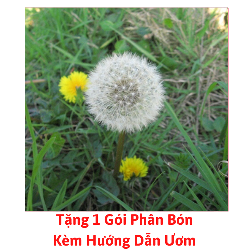 [Lấy mã giảm thêm 30%] Gói Hạt Giống Bồ Công Anh