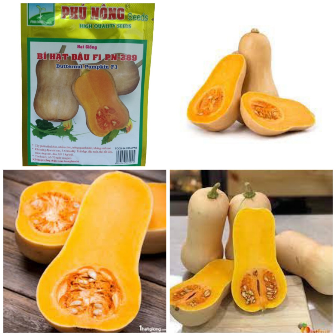 HẠT GiỐNG BÍ HẠT ĐẬU PN-389 (trái vàng) 2g