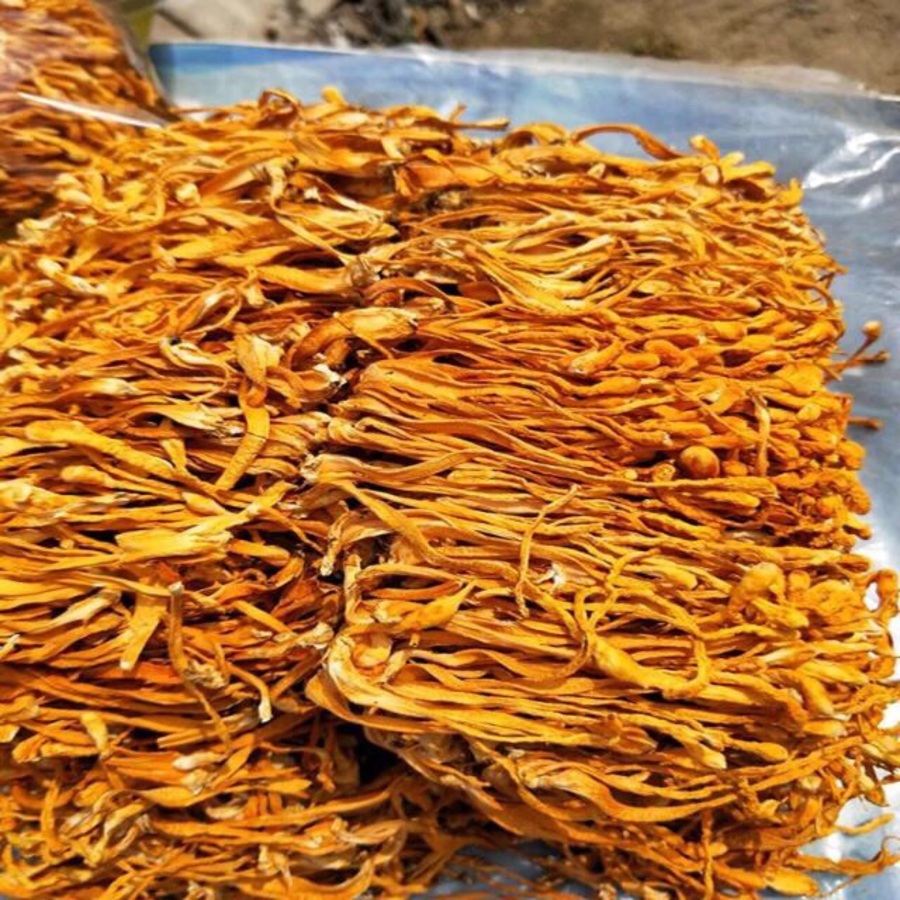 ĐÔNG TRÙNG HẠ THẢO KHÔ 0-1KG