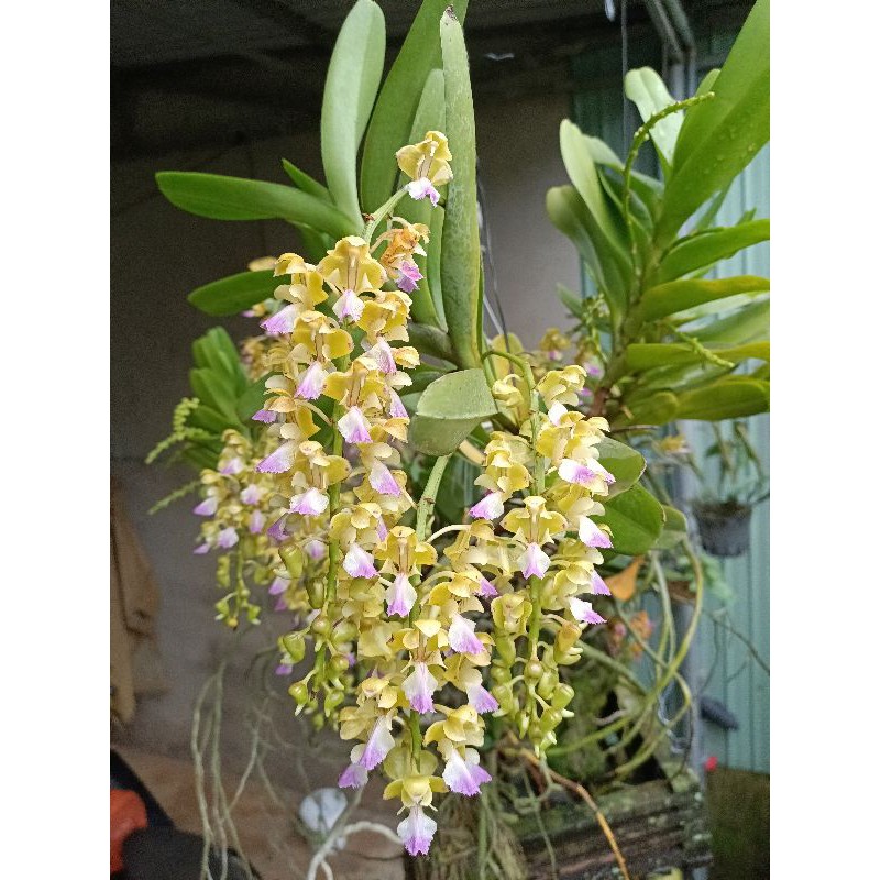 NHẠN RỪNG T8 GIA LAI