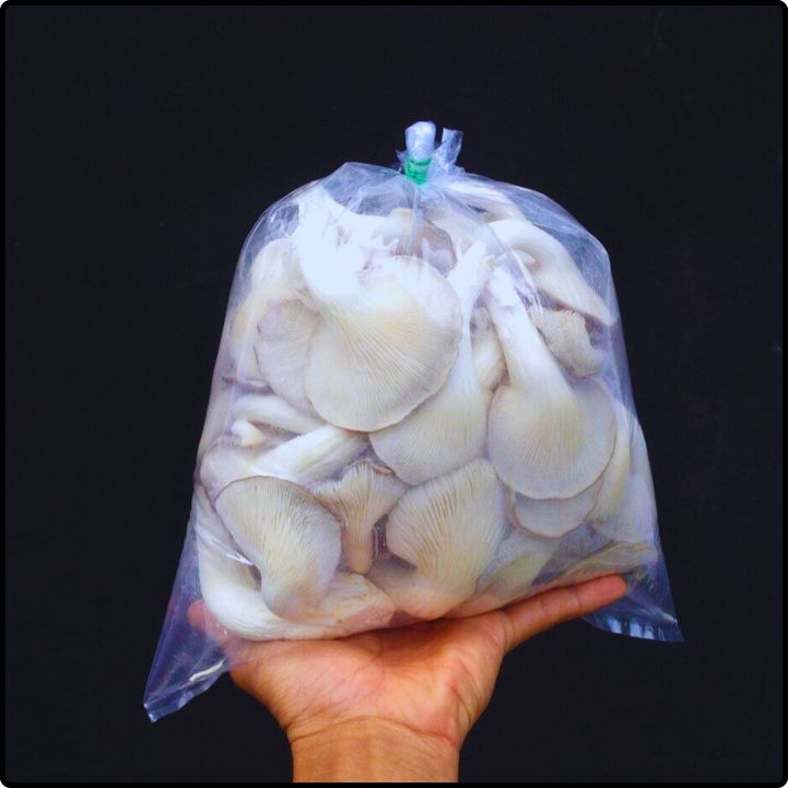 Phôi nấm Bào ngư xám (01 kiện 05 bịch phôi)