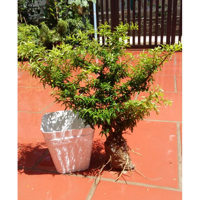 Cây Mai Chiếu Thủy Bon sai mini