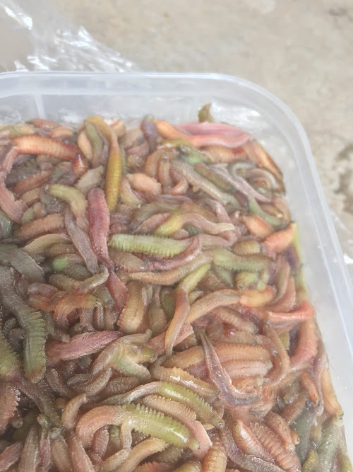 CHẢ RƯƠI NGON HẢI PHÒNG