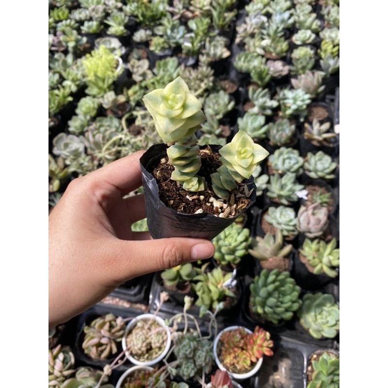 Sen đá Xiên thịt 5cm