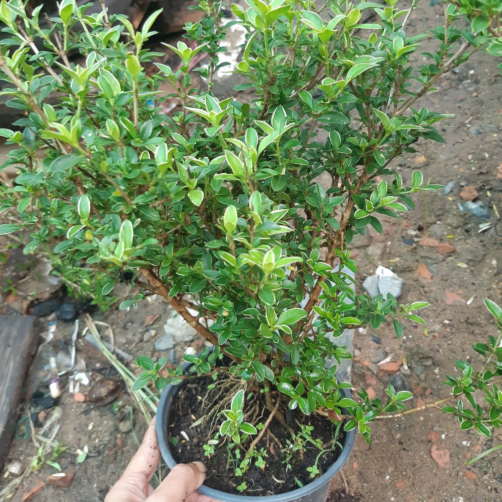 hoa bạch tuyết mai