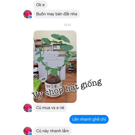 [Mã SRJULY1619 giảm 15K đơn 50K] Củ bình vôi làm cảnh