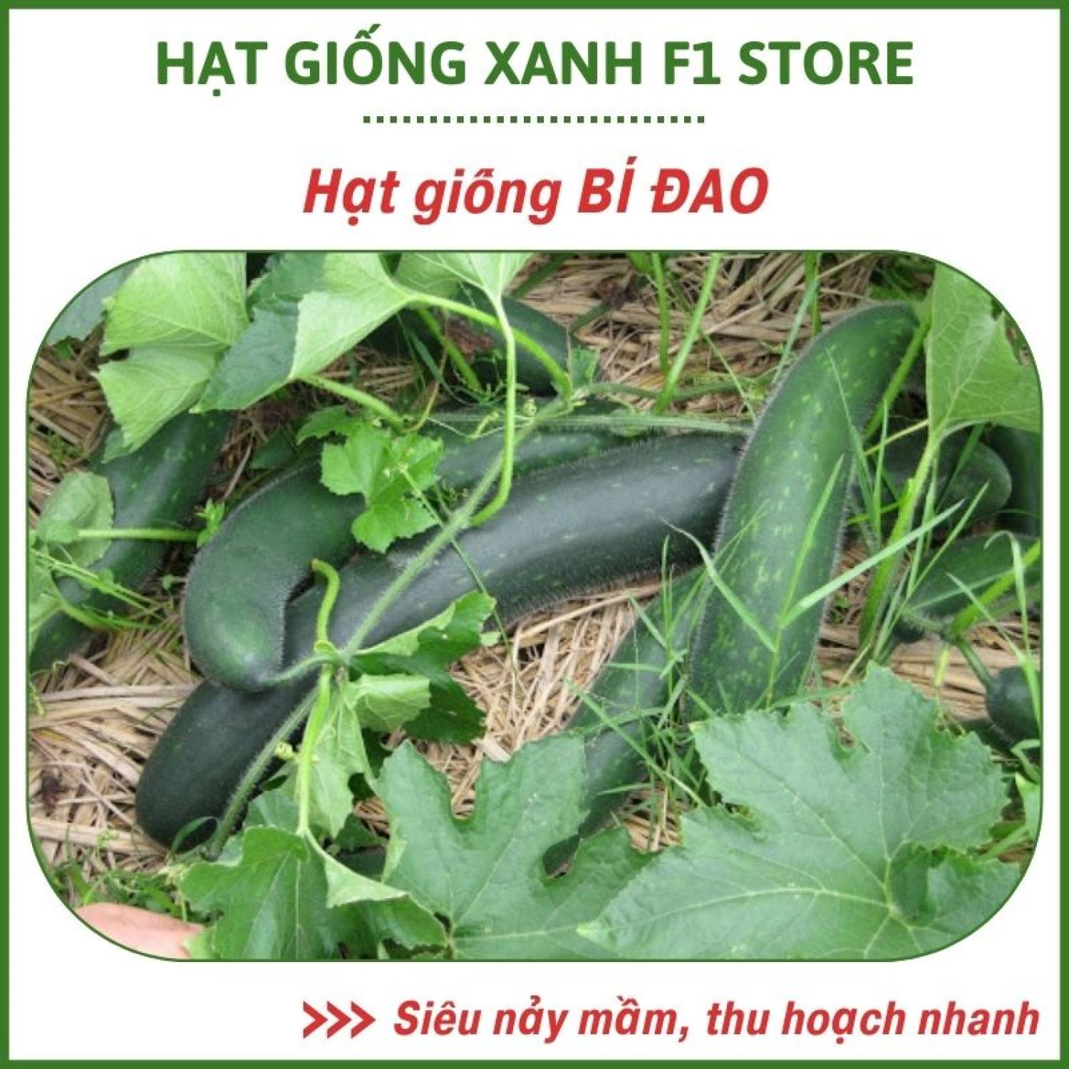 Hạt giống bí đao thu hoạch quanh năm xanh đậm 50-60cm dễ trồng, cây khỏe