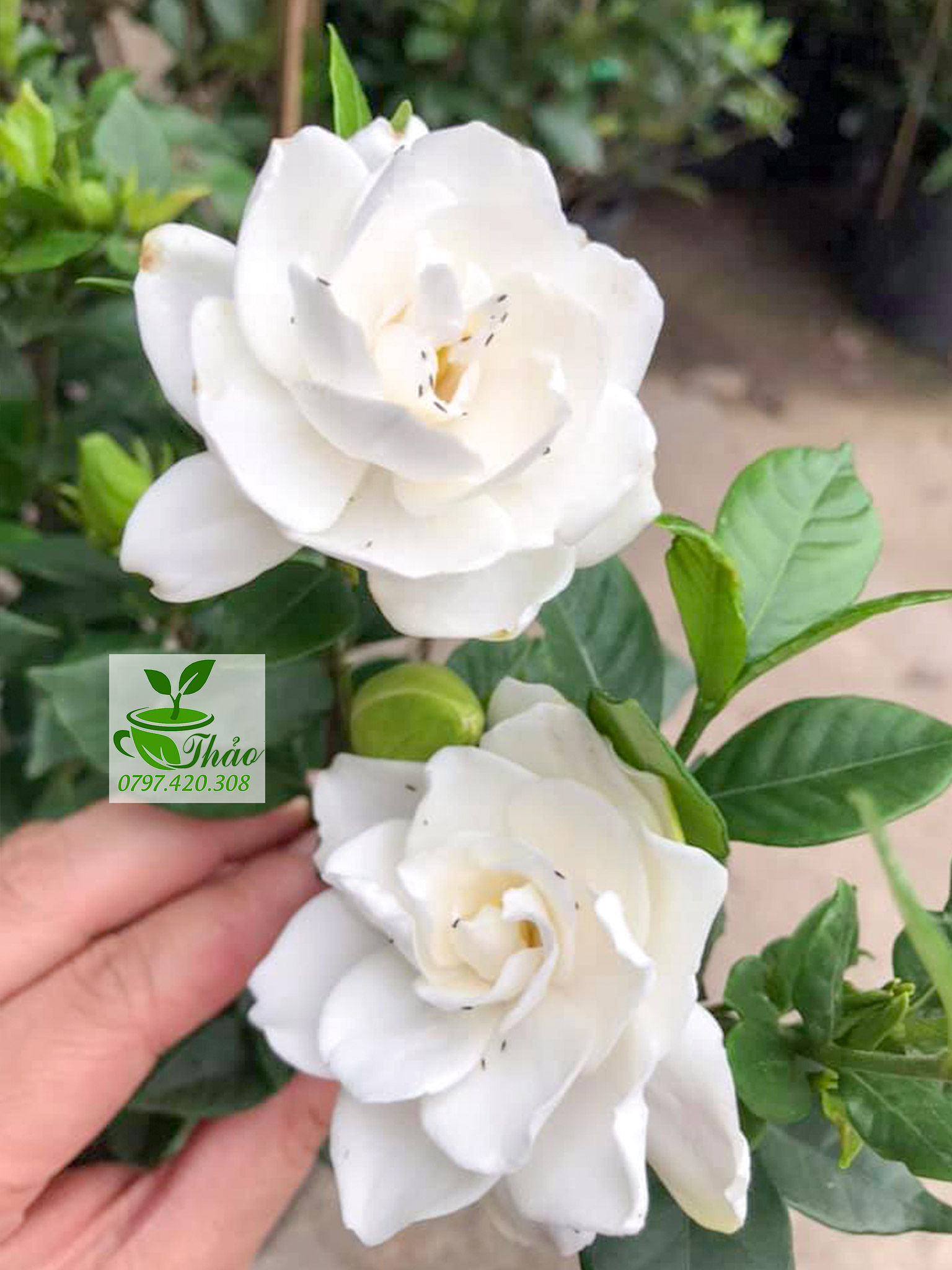 Cây lài tiểu thư trồng sân vườn hoa siêu thơm