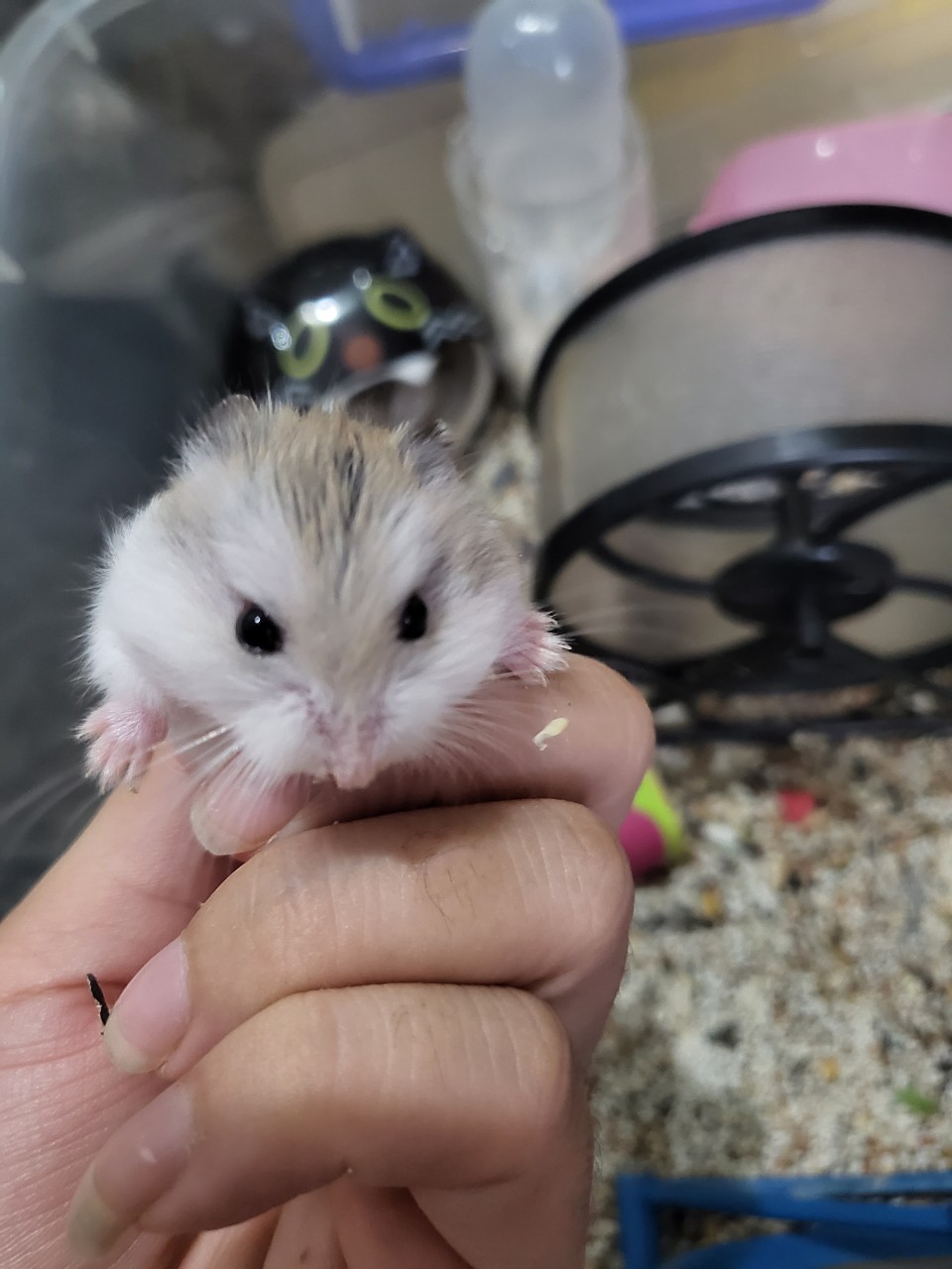 [Bịch 500gram] Thức ăn trôn dinh dưỡng cho Hamster