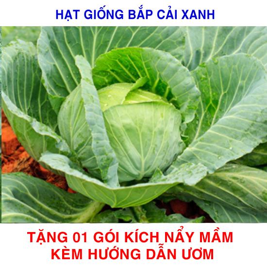 1g Hạt giống Bắp cải xanh (tặng Kích nẩy mầm, Hướng dẫn ươm)