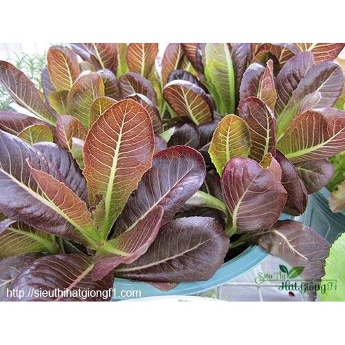 Hạt giống xà lách Romaine tím