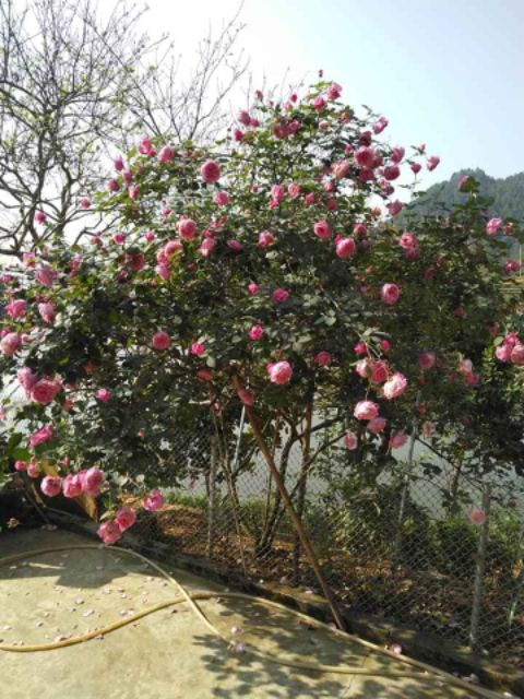 Cành chiết bụi hồng cổ sapa
