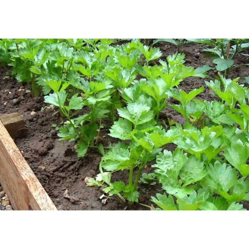 Hạt rau cần lá xanh cần tây - gói 10 gram