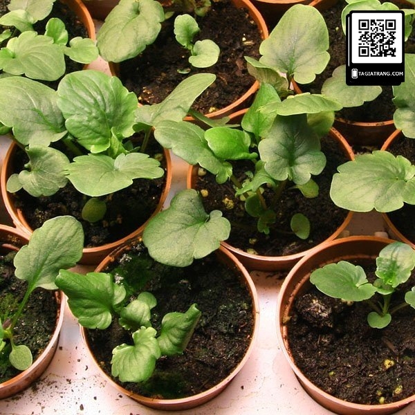 Hạt giống hoa pansy (hoa păng xê)