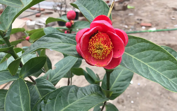 [Viện Nghiên Cứu Di Chuyền Nông Nghiệp] Cây giống HOA HẢI ĐƯỜNG