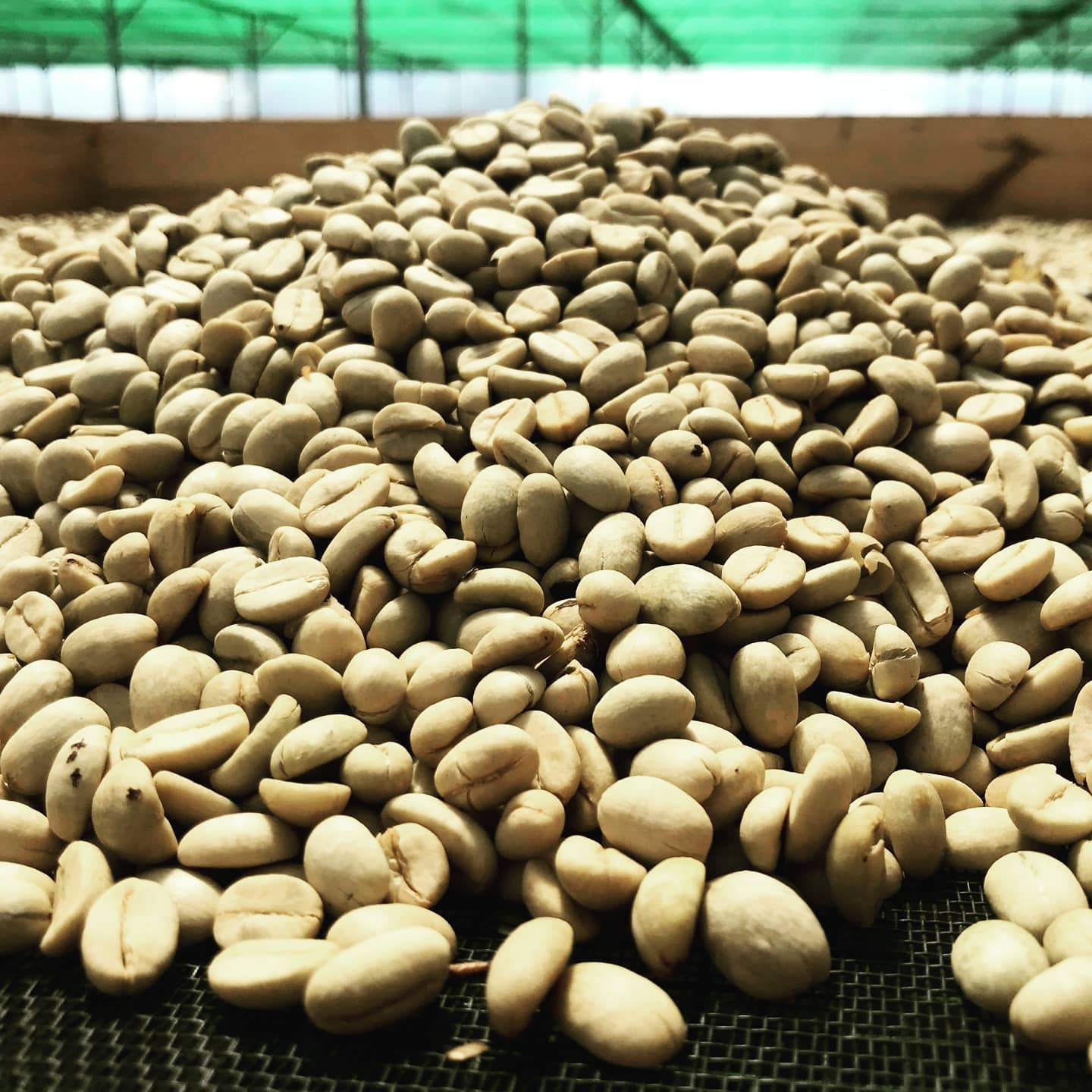 [HCM]500gr- Dòng Balanced (Đắng nhẹ) - Cà phê nguyên chất đặc biệt Arabica & Robusta