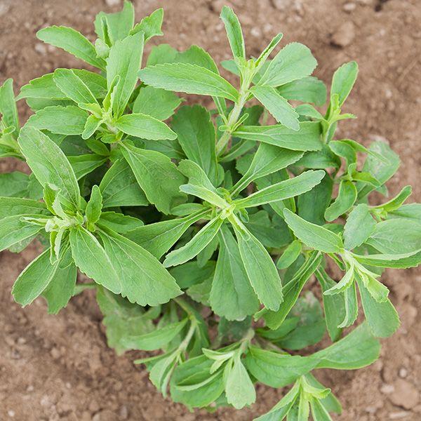 [Mới] - Combo 5 gói Hạt giống cỏ ngọt (stevia)  chất lượng cao